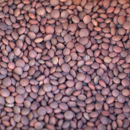 lenteja pardina eco a granel alimentacion