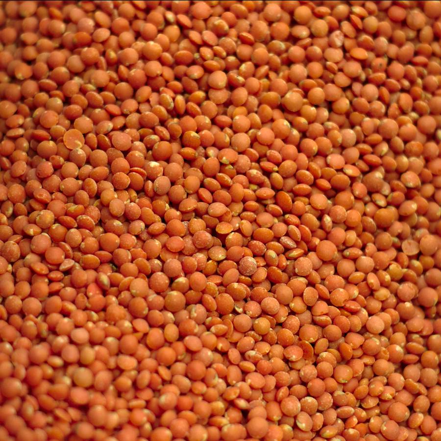 lenteja roja a granel alimentacion legumbre